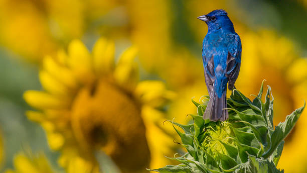 istock Indigo Bunting Bird on sunflowers 1256171797