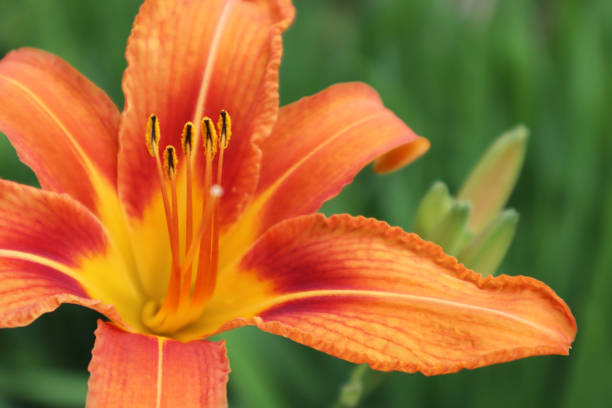 istock Orange lily flowers on a green background. Summer concept. Selective focus. Close-up. 1256171825