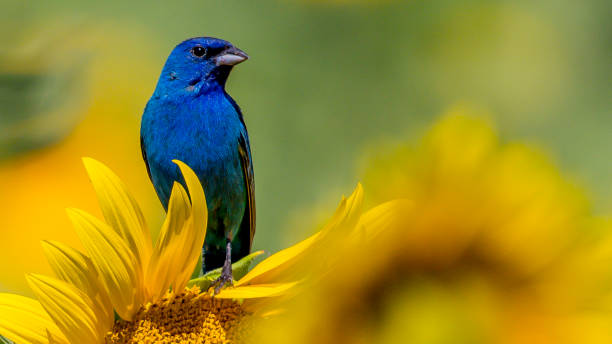 istock Indigo Bunting Bird on sunflowers 1256172350