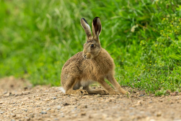 Leveret or young hare sat upright on a farm track with lush green vegetation background. Leveret or young hare (Scientific or Latin name: Lepus Europaeus) sat alert and upright on a farm track with lush green background.  Horizontal.  Space for copy. hare and leveret stock pictures, royalty-free photos & images