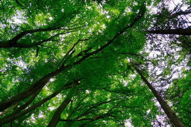 istock treetops from ground - lush foliage 1256173132