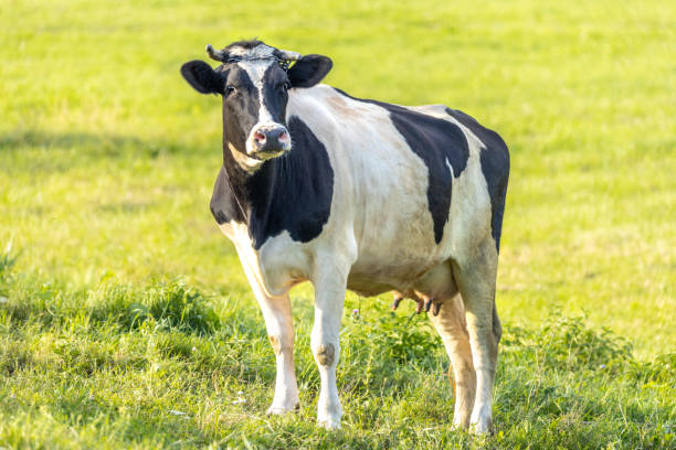 istock Cow on a meadow during sunny summertime day. 1256173739