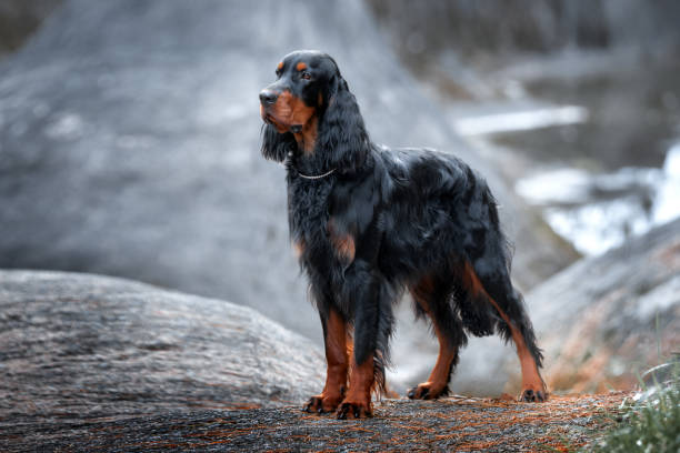 istock Setter Gordon stands against a background of gray rocks. 1256174779