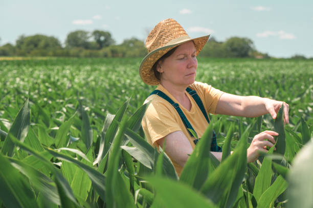 istock Female farmer standing in corn field and examining crops 1256176826