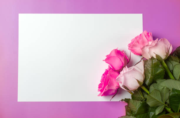 istock Flat lay with roses and copy space. Pink background 1256176960