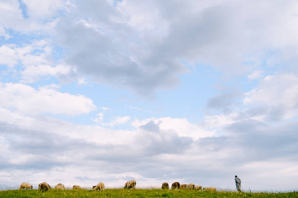 A beautiful portrait of a white sheep in close-up in a background of blue sky. Sheep's eyes, ears and wool are clearly depicted.