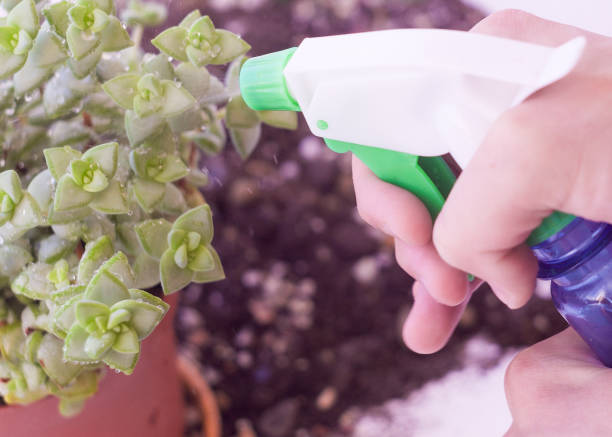 istock spraying house plants with pure water from a spray bottle 1256178167