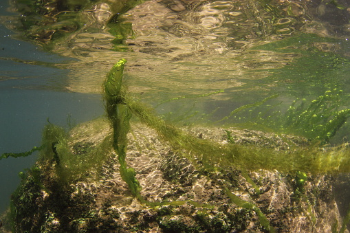Fresh water algae in a river of the south of France