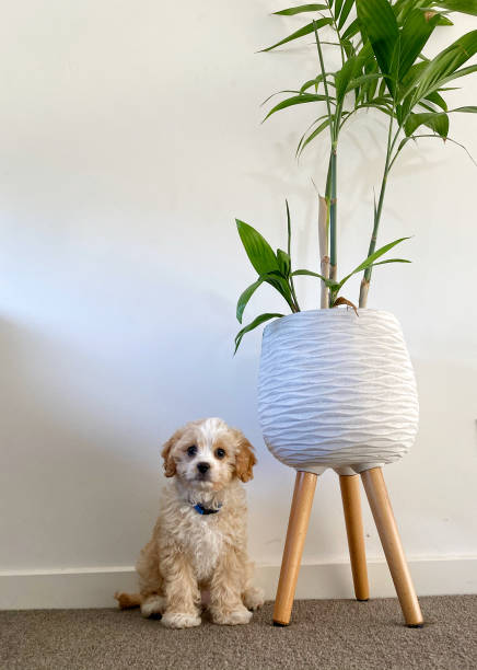 istock Pet Cavoodle puppy poses for photo 1256180078