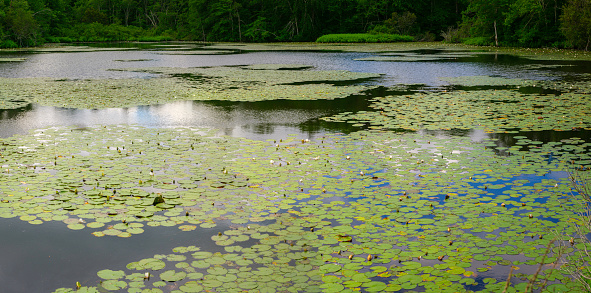 The tranquil landscape of a pond with water plants in the forest