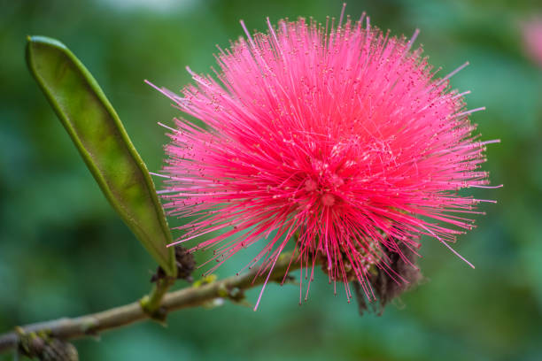 istock pink flower Pink Mimosa Flower 1256184662