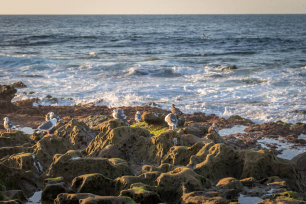 istock Cute Sea Lion Laying on the Beach 1256184804