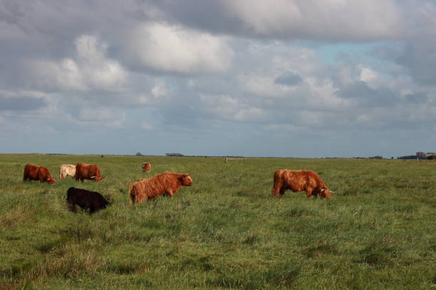istock Highland cattle on the coast 1256184917
