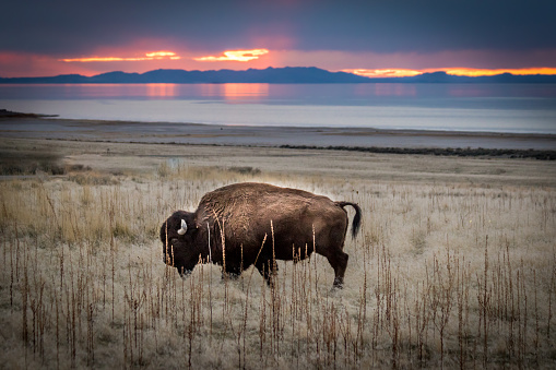 Bison in front of a beautiful sunset
