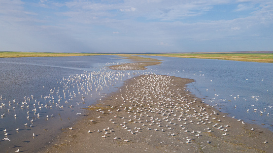colony of seagulls in Danube Delta, Romania
