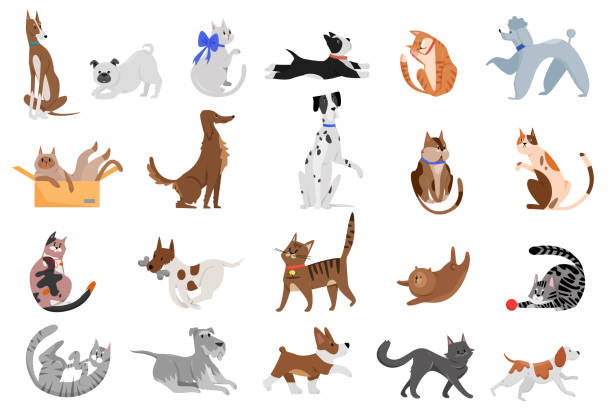 ilustraciones, imágenes clip art, dibujos animados e iconos de stock de lindo divertido dibujos animados mascotas domésticas personajes ilustración vectorial plana. diferente raza de gatos y perros caminando, jugando y posando - felino salvaje