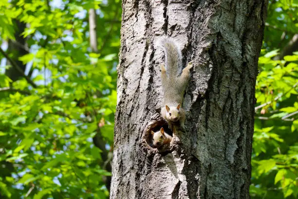 Gray squirrel friends on a maple tree staring at the camera in Waupaca, WI.