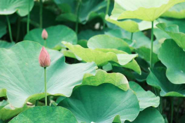 istock Oga lotus buds with a moist atmosphere 1256186574
