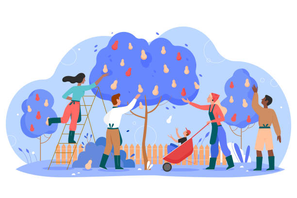 People gardeners working in garden vector illustration, cartoon flat man woman worker characters gardening, harvesting and picking harvest pears isolated on white People gardeners working in garden vector illustration. Cartoon flat man woman worker characters gardening, harvesting and picking harvest pears from pear tree, seasonal garden work isolated on white girl climbing ladder stock illustrations