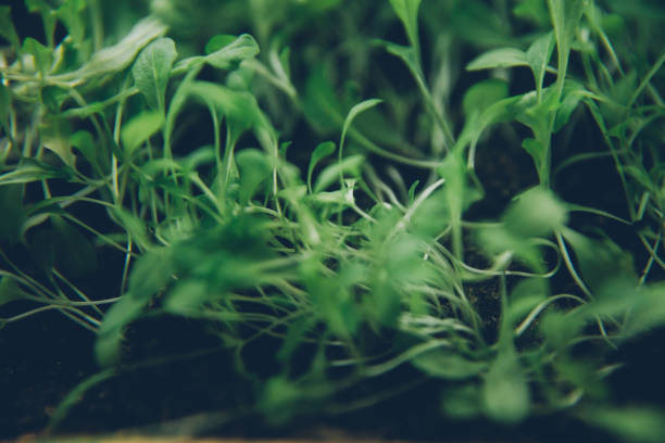 istock Raw  leaves, close up 1256188165