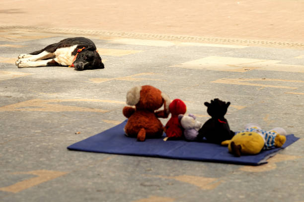 a dog lying on the street is looking at some stuffed animals that are for sale