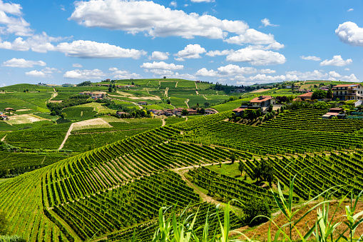 Cuneo, Piemonte, Italy - July 12, 2020: Panorama of the hills planted with vineyards in the Langhe-Roero area, a World Heritage Site.