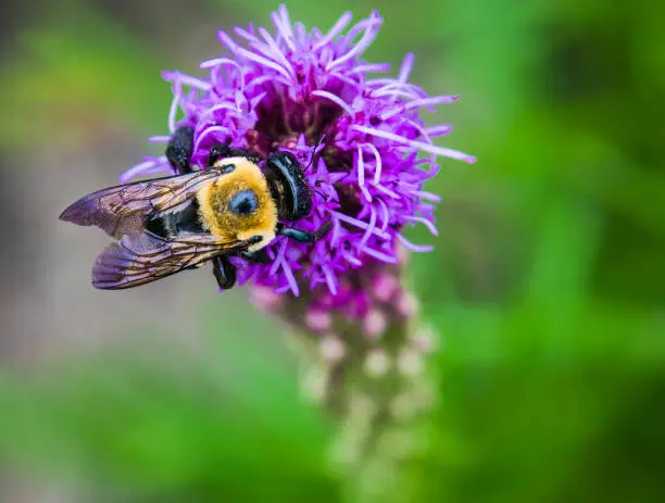 Photo of Bee on Liatris