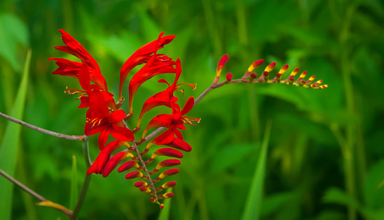 A bright red Lucifer Crocosmia grows in a Cape Cod garden on a July afternoon.