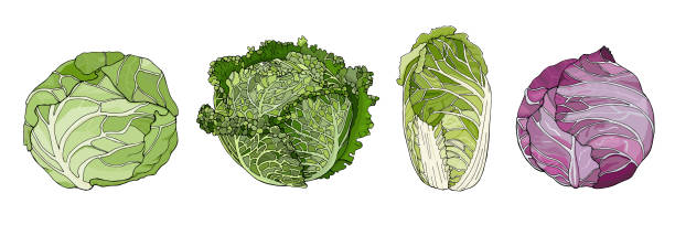 headed types of cabbage Set of different cabbages: white cabbage, savoy cabbage, chinese cabbage, red cabbage. Vector illustration isolated on white. white cabbage stock illustrations