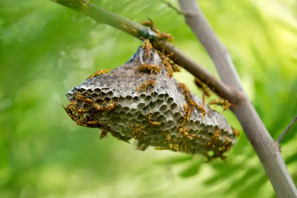 Photo of Hornet on nest in the forest