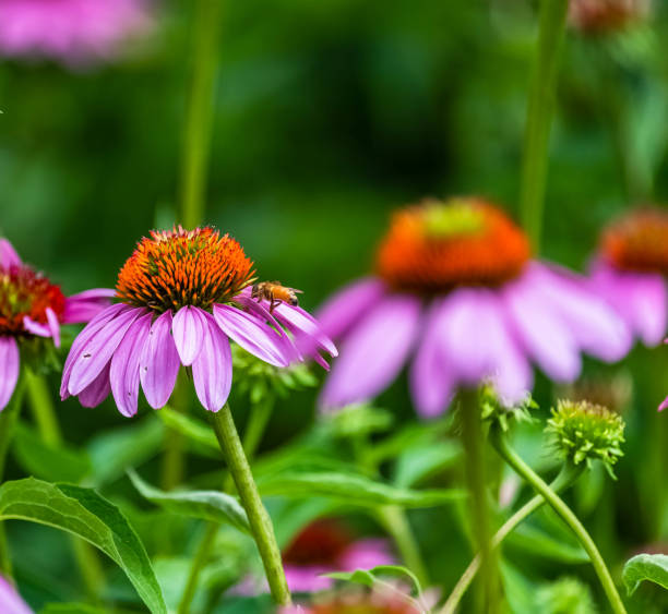 istock A flower against green. 1256192697