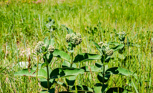 Asclepias is a genus of herbaceous, perennial, flowering plants known as milkweeds, named for their latex, a milky substance containing cardiac glycosides termed cardenolides, exuded where cells are damaged.[3][4][5] Most species are toxic to humans and many other species, primarily due to the presence of cardenolides, although, as with many such plants, there are species that feed upon them (i.e. leaves) and from them (i.e. nectar). The genus contains over 200 species distributed broadly across Africa, North America, and South America.[6] It previously belonged to the family Asclepiadaceae, which is now classified as the subfamily Asclepiadoideae of the dogbane family, Apocynaceae.
