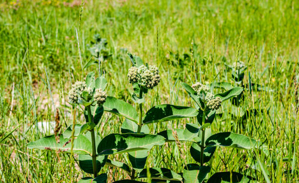 Milkweed plant in the meadow stock photo
