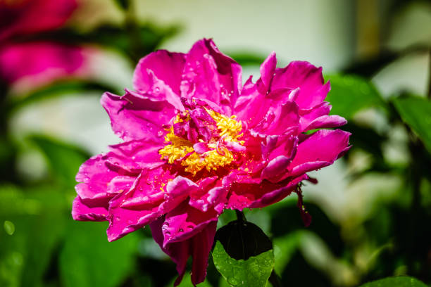 Red peony flowers in the garden