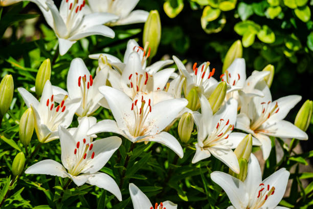 istock Lily flowers in the garden 1256199450