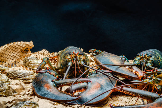 Lobster in the fishing net stock photo
