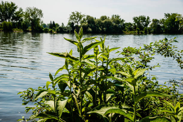 Water pollution of the Danube river