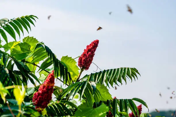 Stag-horn sumac tree and insects around
