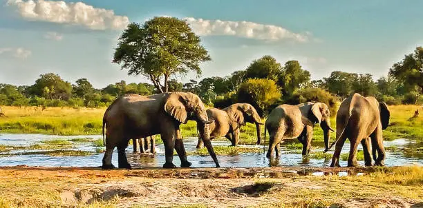 elephants herd at a water pond