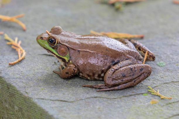 istock Closeup Of A Bullfrog 1256200791