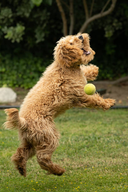 istock Miniature Golden Doodle jumping in the Air 1256201017