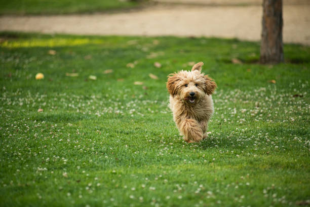 Cute 6 month old caramel colored Golden Doodle playing catch with a tennis ball in the backyard.