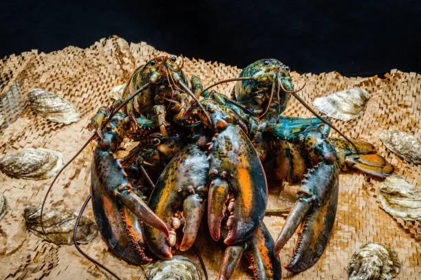 Photo of Lobster in the fishing net