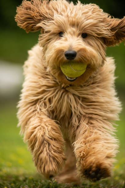 istock Miniature Golden Doodle Playing in the Park 1256201643