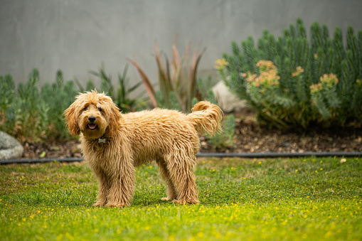Cute 6 month old caramel colored Golden Doodle posing in the backyard.