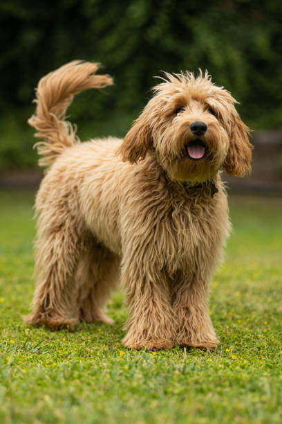istock Miniature Golden Doodle Playing in the Park 1256201710