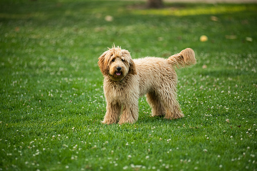 Cute 6 month old caramel colored Golden Doodle posing in the backyard.