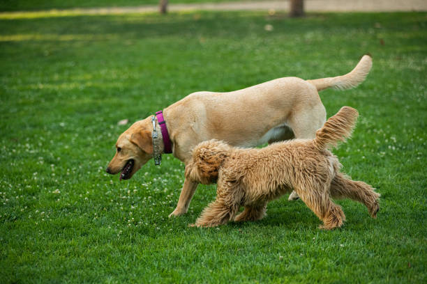 istock Miniature Golden Doodle Playing in the Park 1256202020