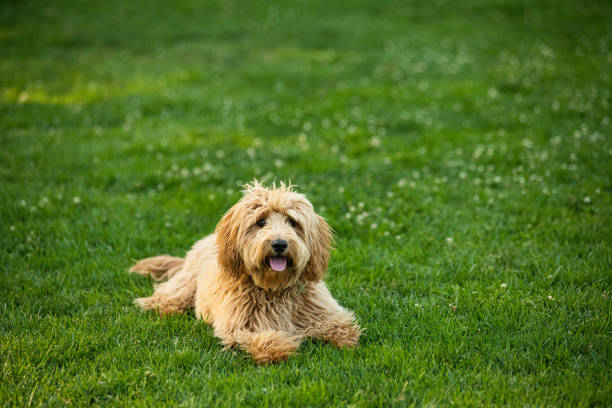 istock Miniature Golden Doodle Playing in the Park 1256202230