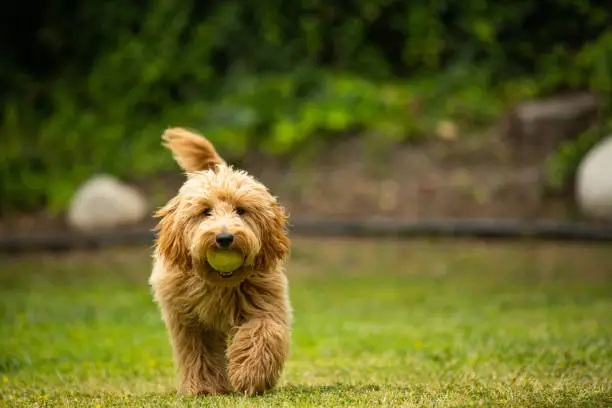 Cute 6 month old caramel colored Golden Doodle playing catch with a tennis ball in the backyard.